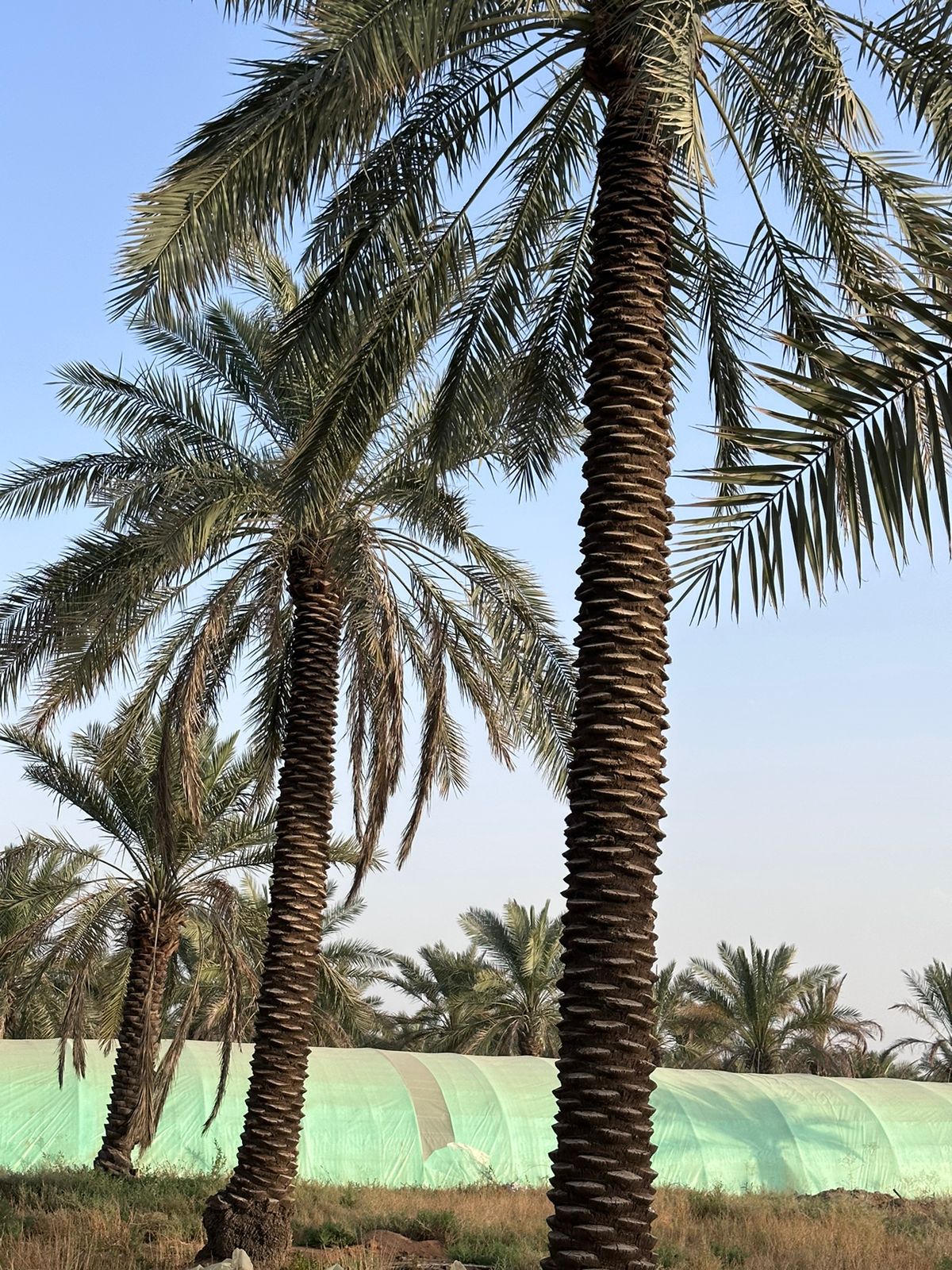 نخيل للبيع بجميع انواعه ومقاساته نخل عربي مثمر ونخ