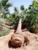 نخيل للبيع بجميع انواعه ومقاساته نخل عربي مثمر ونخ