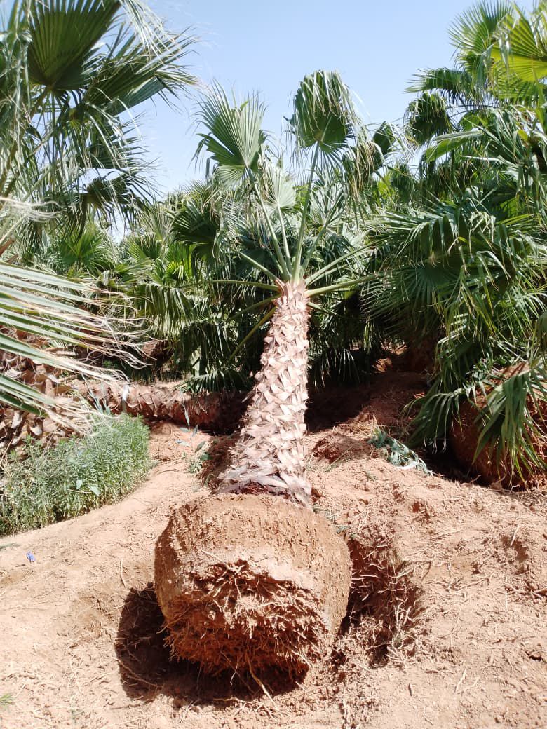 نخيل للبيع بجميع انواعه ومقاساته نخل عربي مثمر ونخ