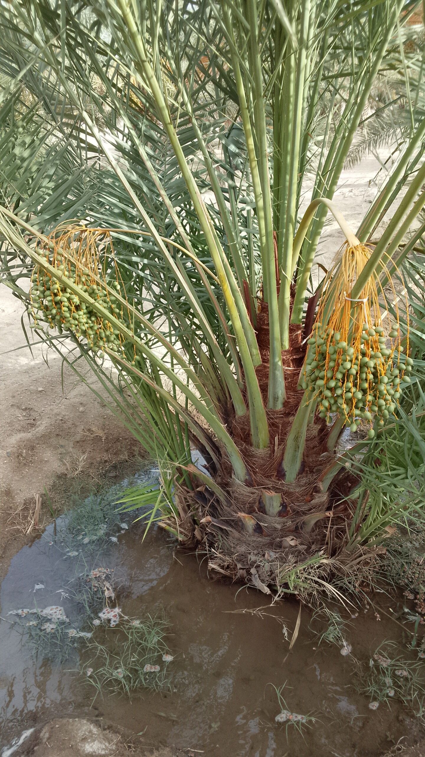 نخل للبيع جثايث فسايل نقابل فراخه