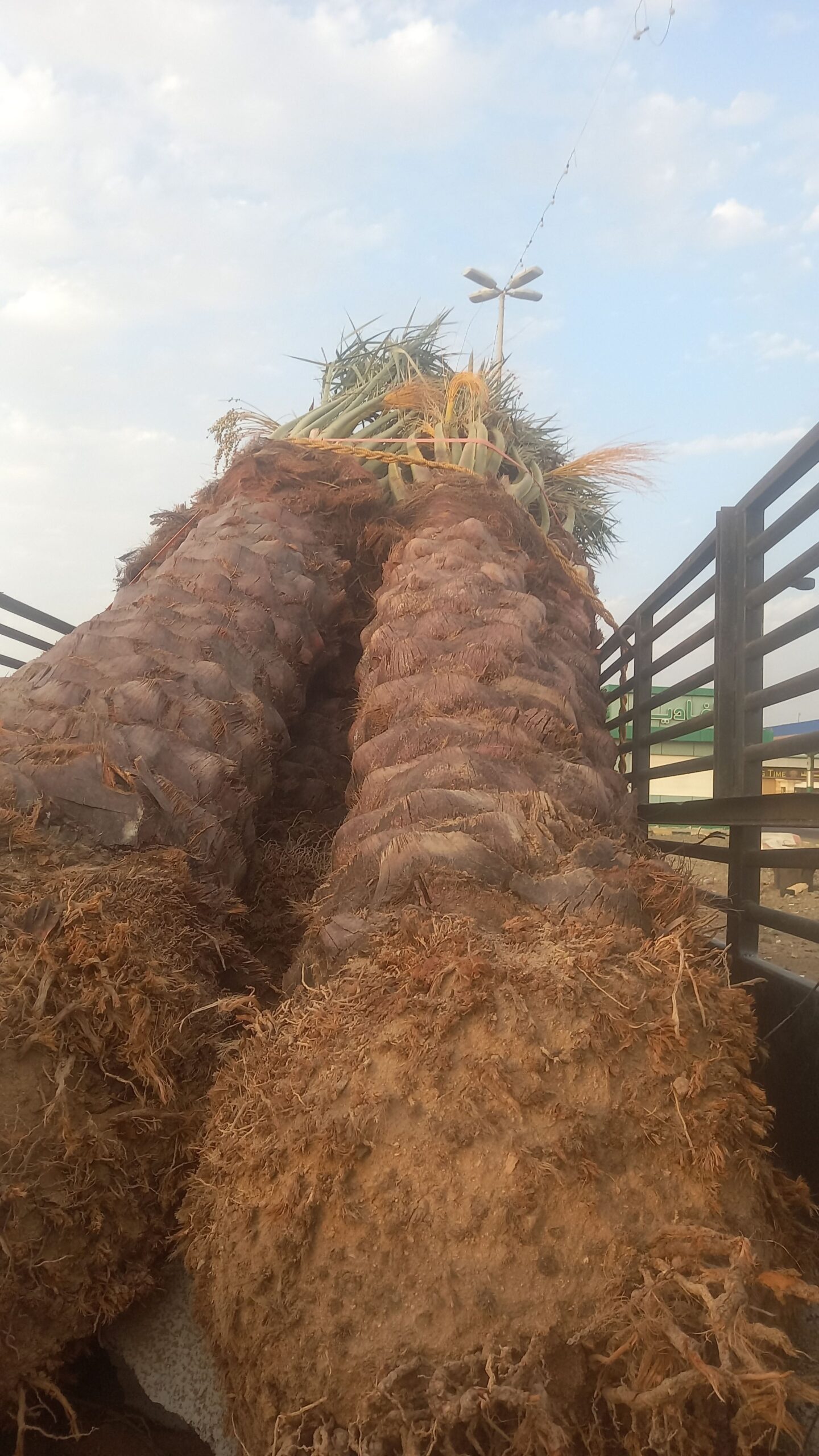 نخيل للبيع بجميع انواعه ومقاساته نخل عربي مثمر ونخ