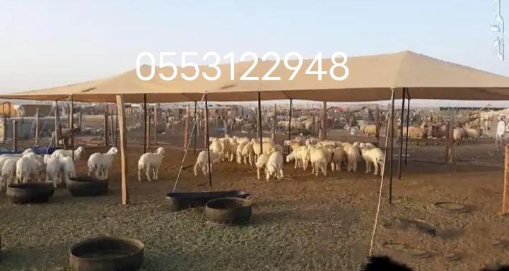 المدينه المنوره