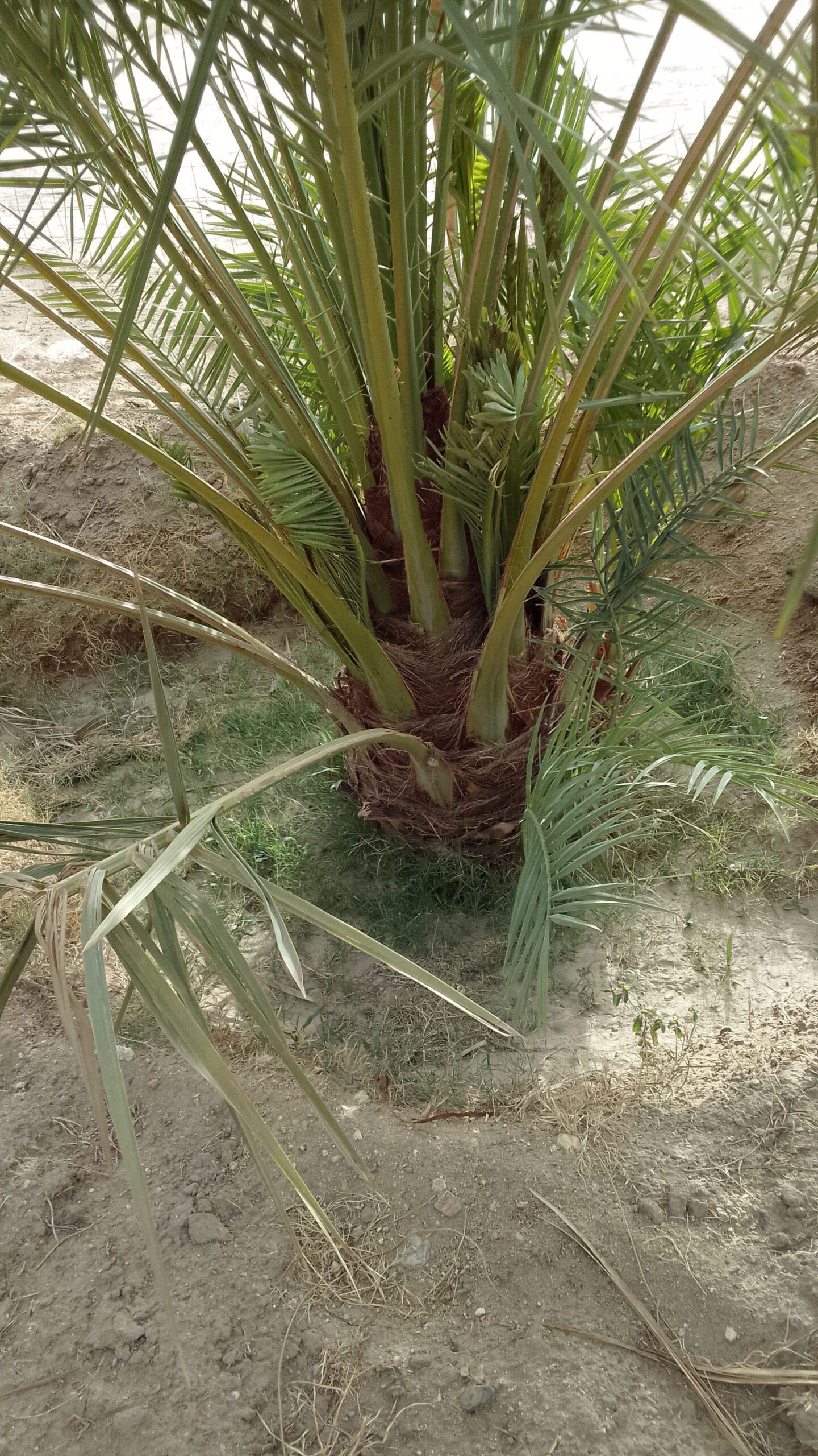 نخل للبيع جثايث فسايل نقابل فراخه