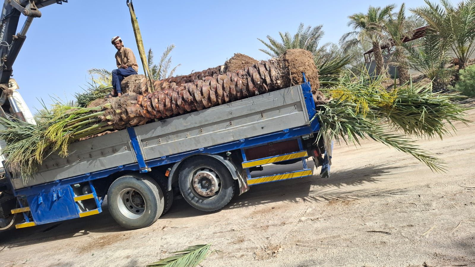 نخيل للبيع بجميع انواعه ومقاساته نخل عربي مثمر ونخ