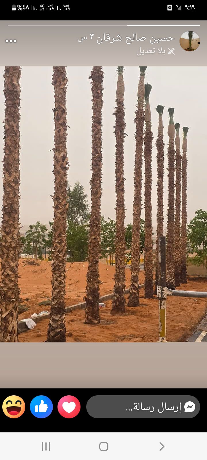نخيل للبيع بجميع انواعه ومقاساته نخل عربي مثمر ونخ