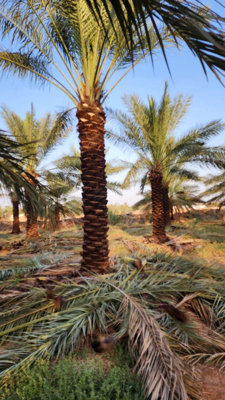 أبو صالح لجميع انواع انخل الوشنطن والعربي وجميع اع