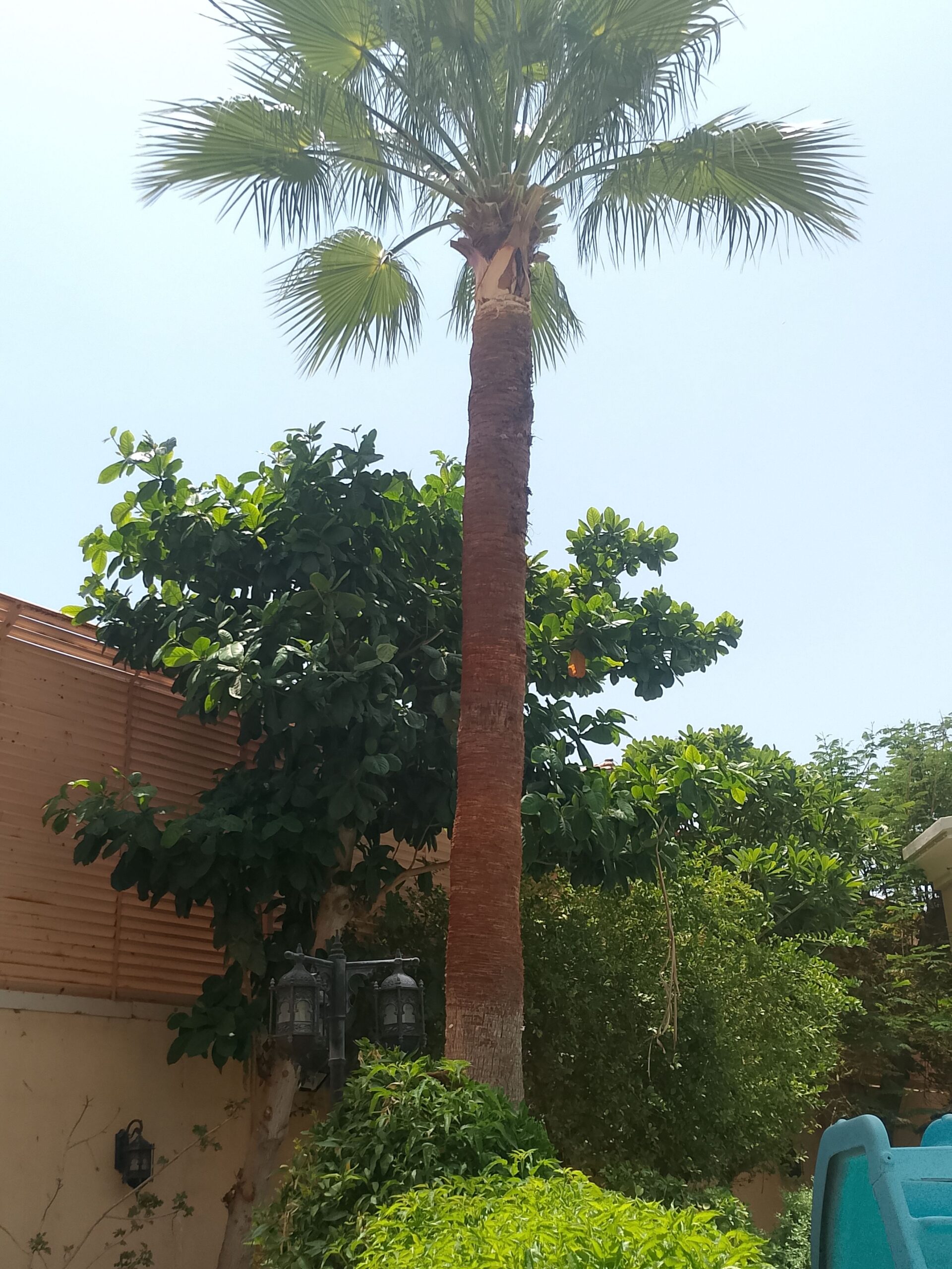 تكريب الواشنطونيا والنخيل المدينة المنورة