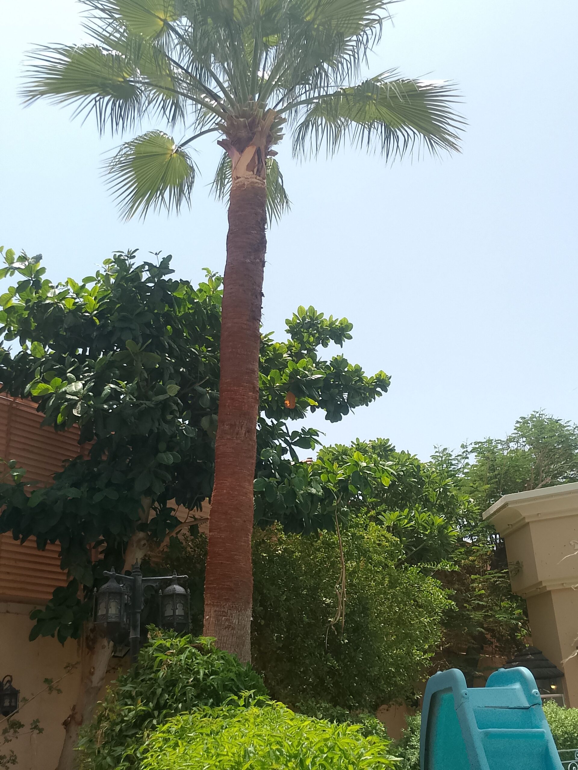 تكريب الواشنطونيا والنخيل المدينة المنورة