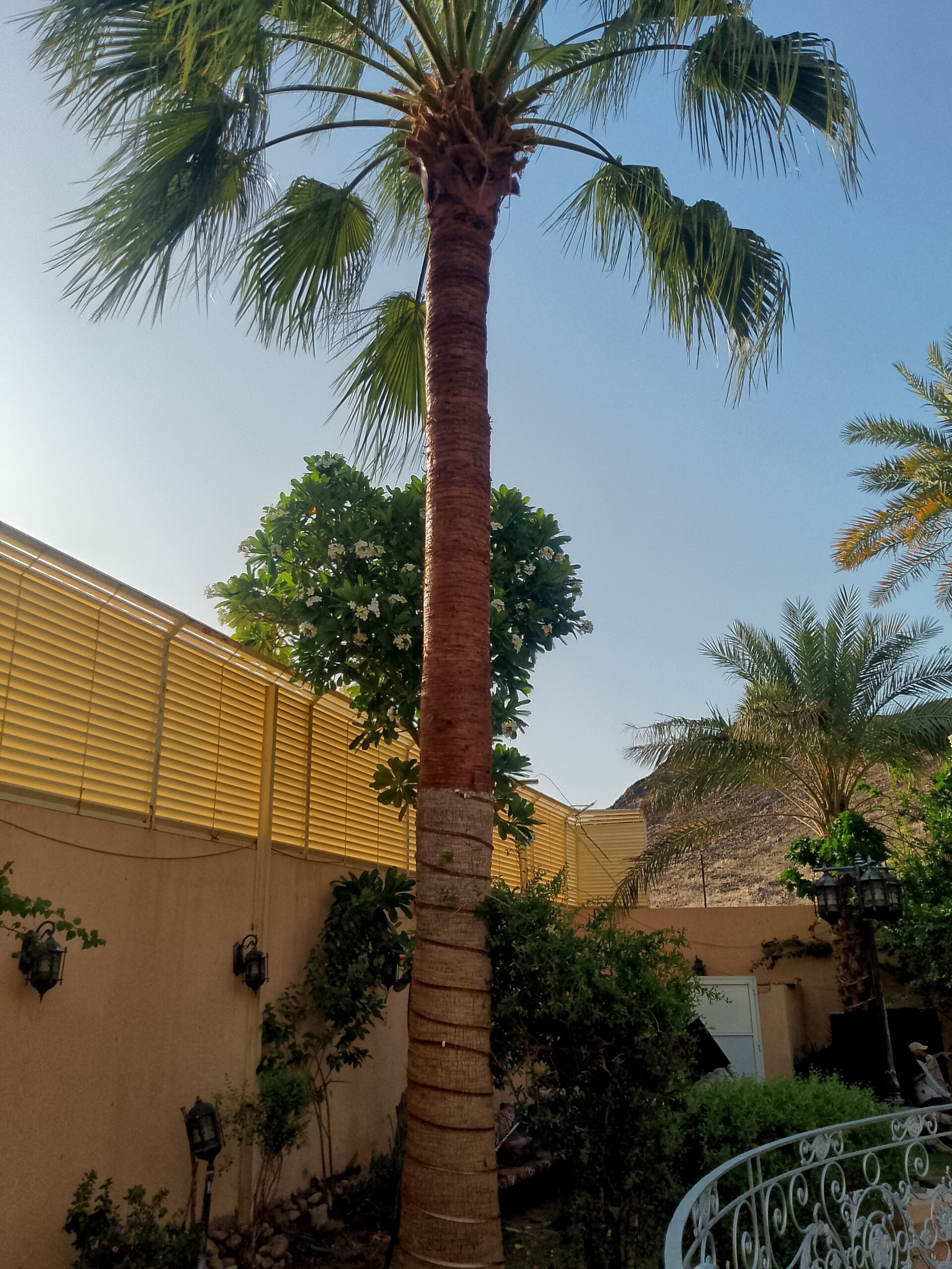 تكريب الواشنطونيا والنخيل المدينة المنورة