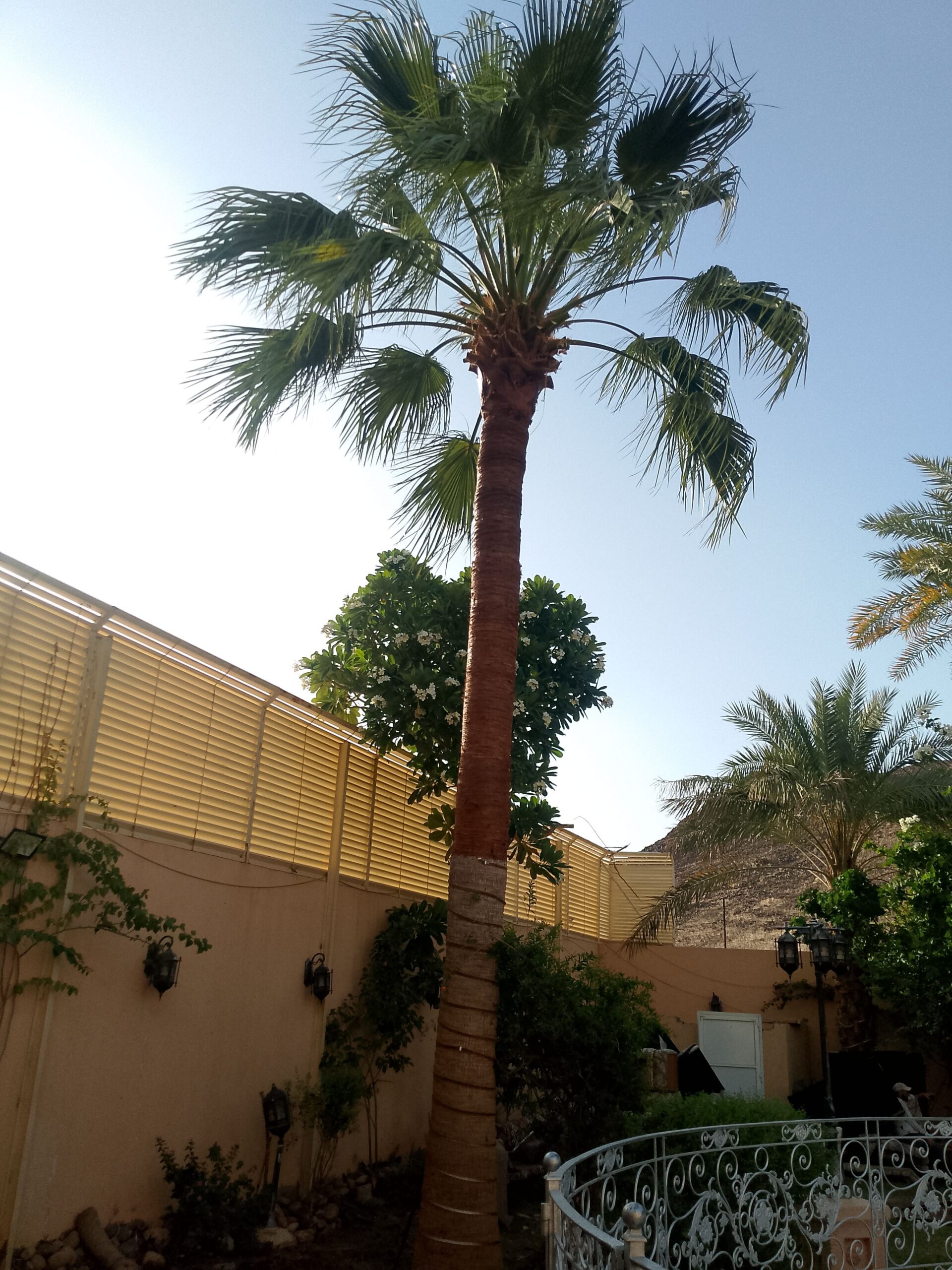 تكريب الواشنطونيا والنخيل المدينة المنورة