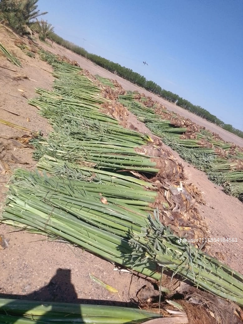 مقاول شبوك ونخيل