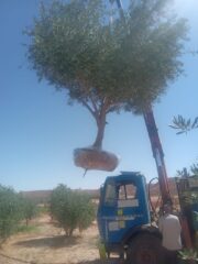 ce3ac92d-3b5e-4bbe-a760-d77613e428cf-1