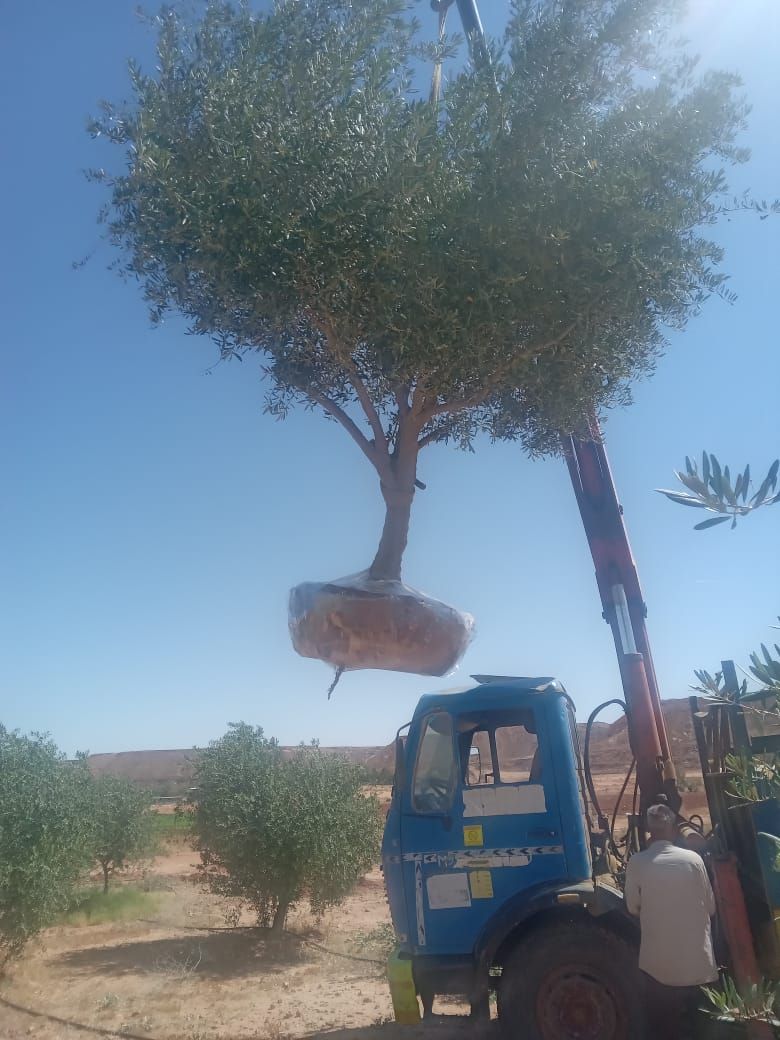 مقاول شبوك ونخيل