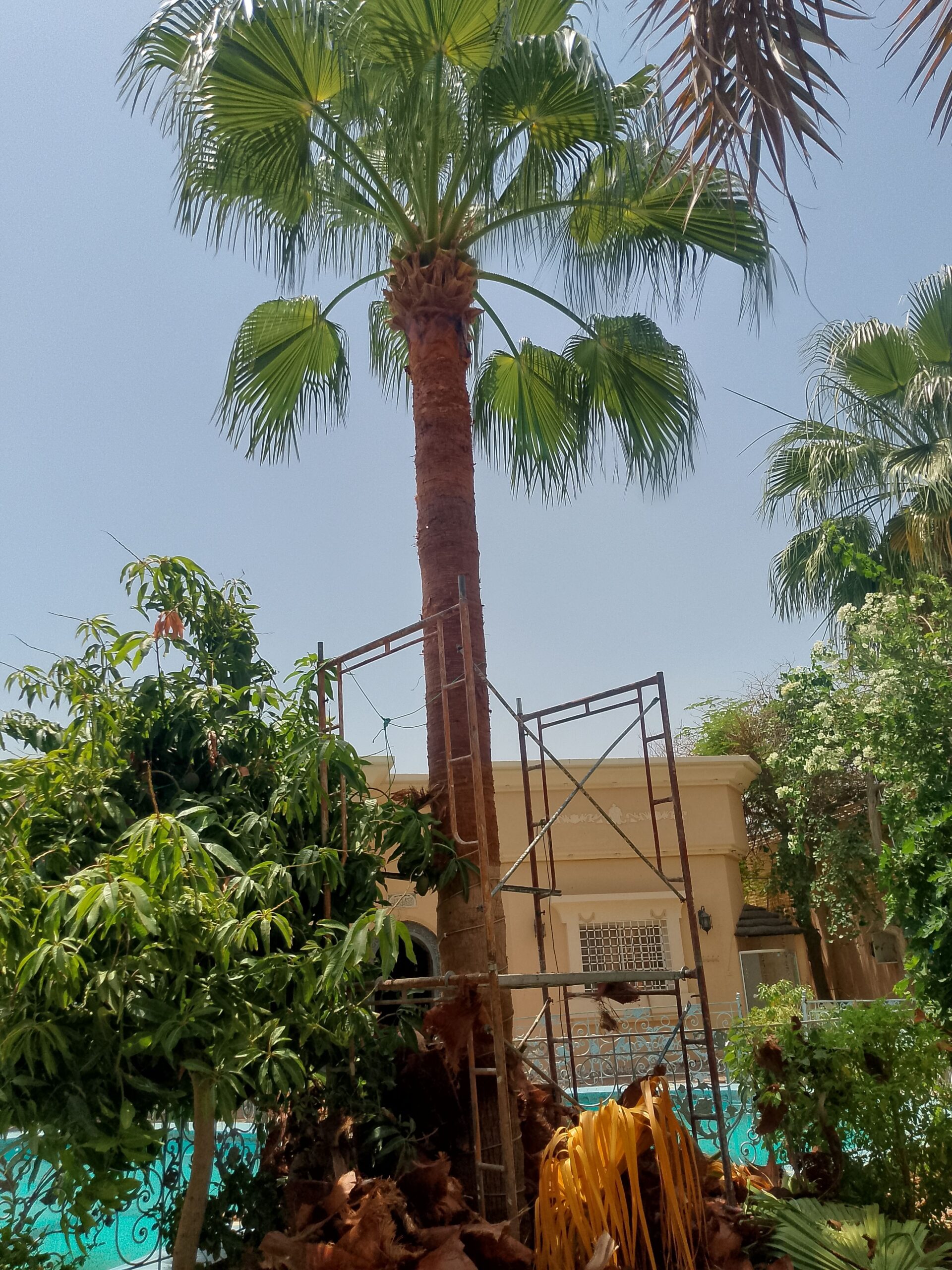 تكريب الواشنطونيا والنخيل المدينة المنورة