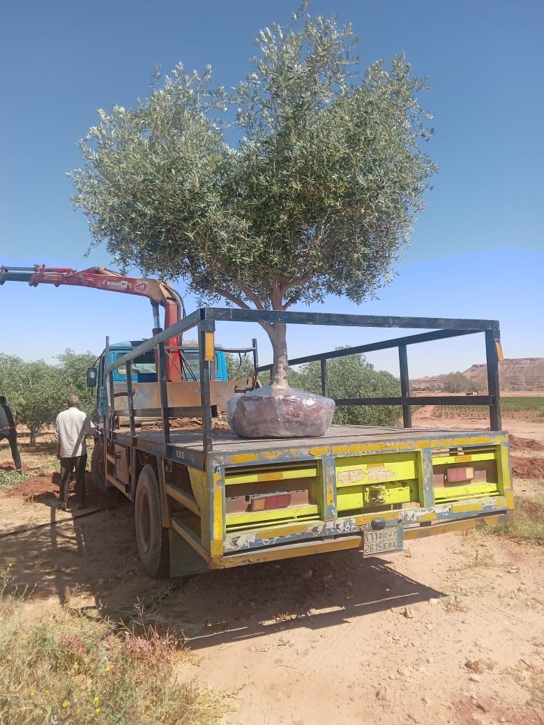 مقاول شبوك ونخيل