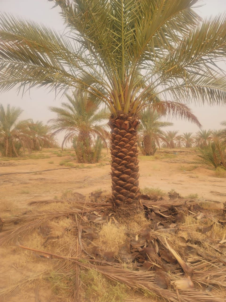 أبو صالح لجميع انواع انخل الوشنطن والعربي وجميع اع