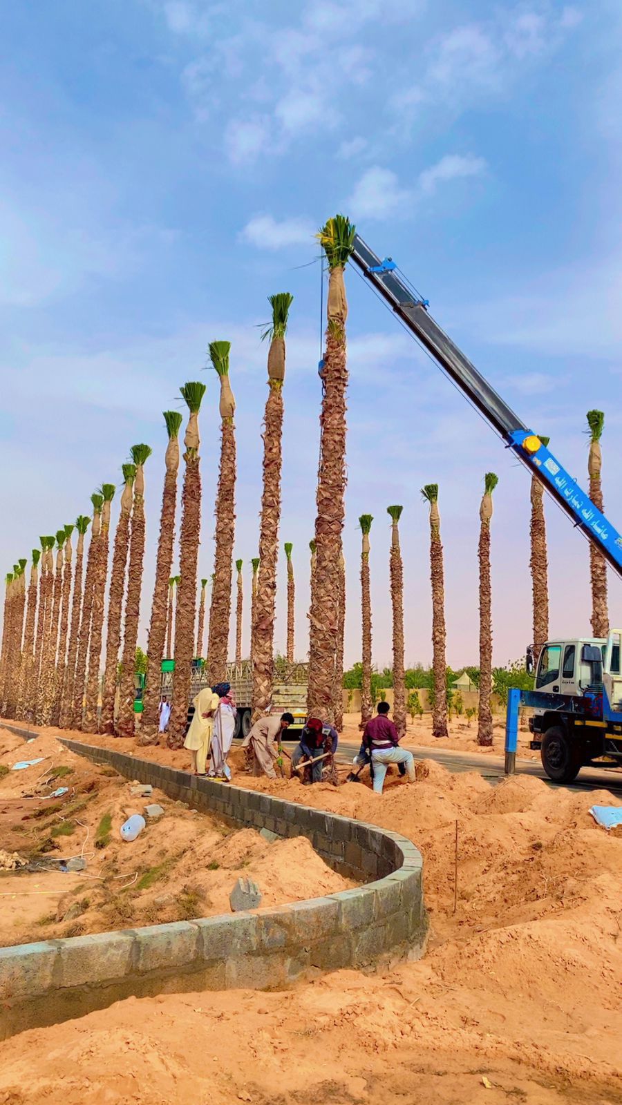 نخل واشنطونيا زينه امريكي