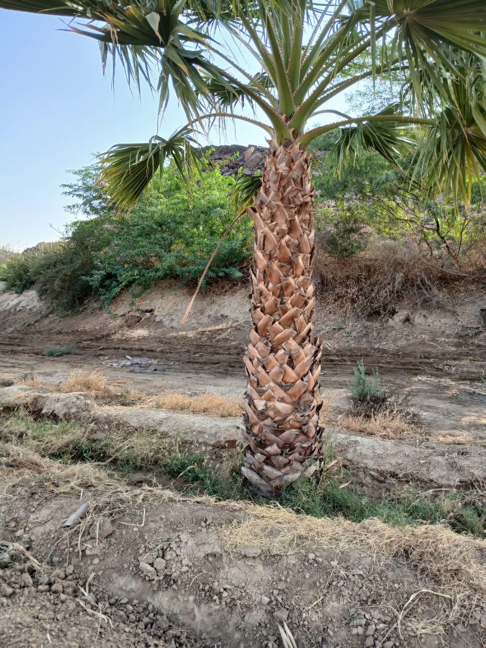 نخل للبيع عربي مثمر ونخل زينه واشنطني امريكي