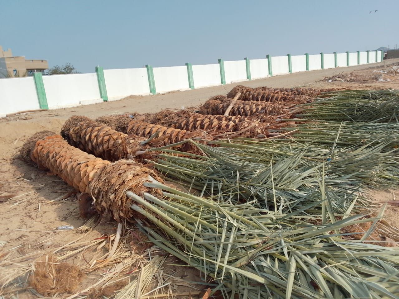 نخل للبيع عربي مثمر ونخل زينه واشنطني امريكي