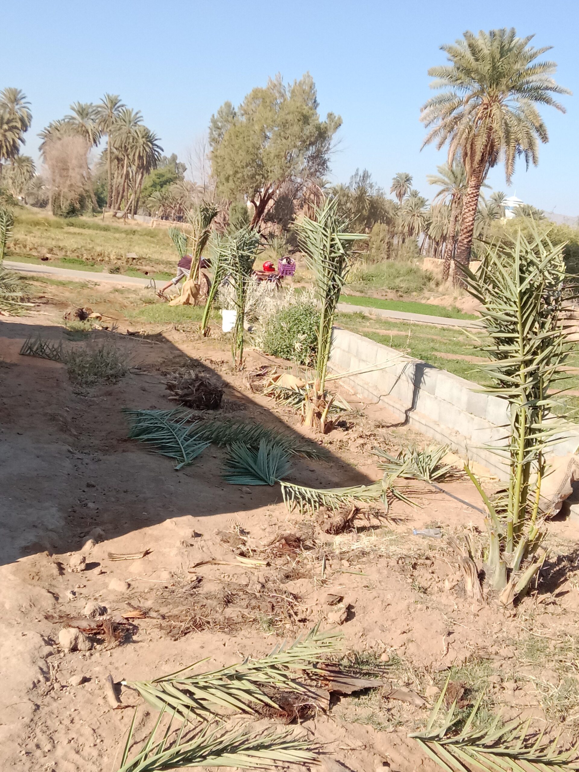 عمال نخل تكريب تفخاط