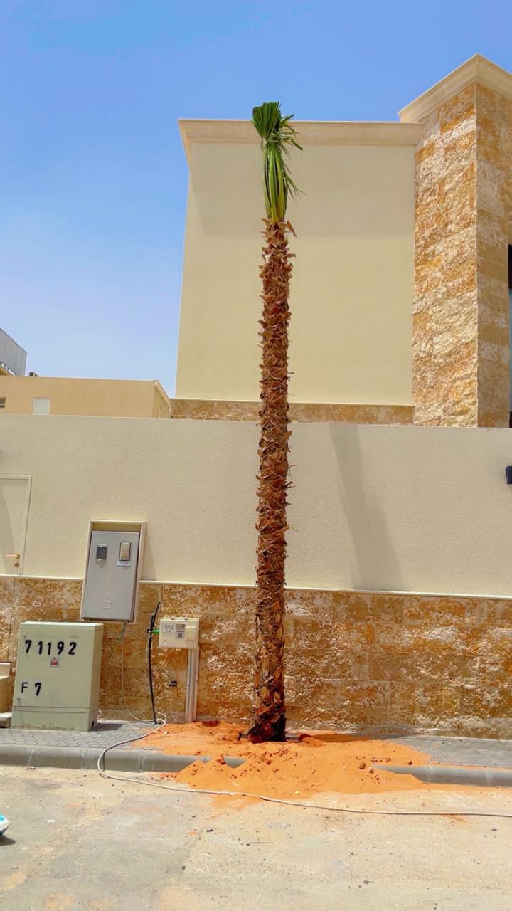 نخل واشنطونيا زينه امريكي