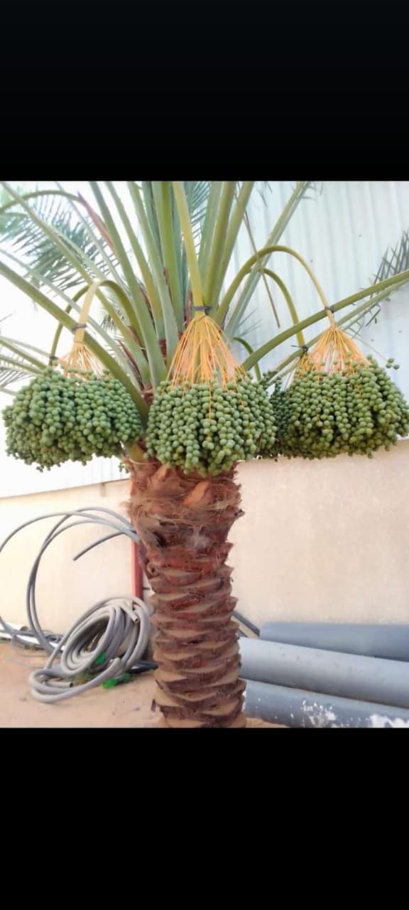 عمال نخل تكريب تفخاط