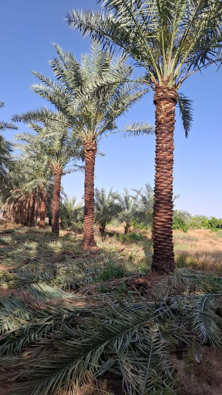 نخل للبيع عربي مثمر ونخل زينه واشنطني امريكي