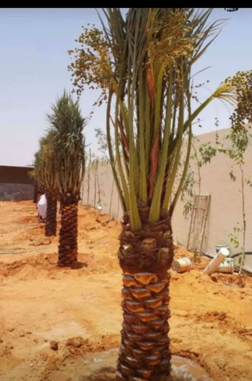 نخل للبيع عربي مثمر ونخل زينه واشنطني امريكي