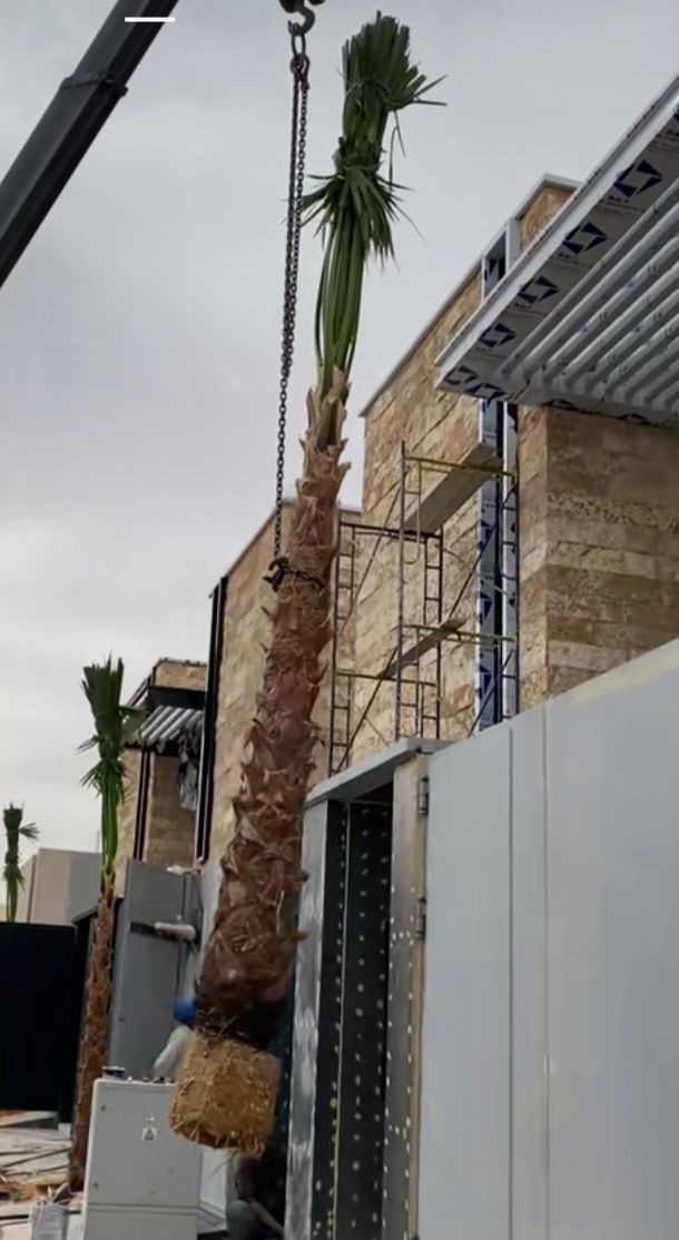 نخل واشنطونيا زينه امريكي