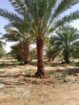 نخل للبيع بجميع انواعه ومقاساته نخل عربي مثمر ونخل