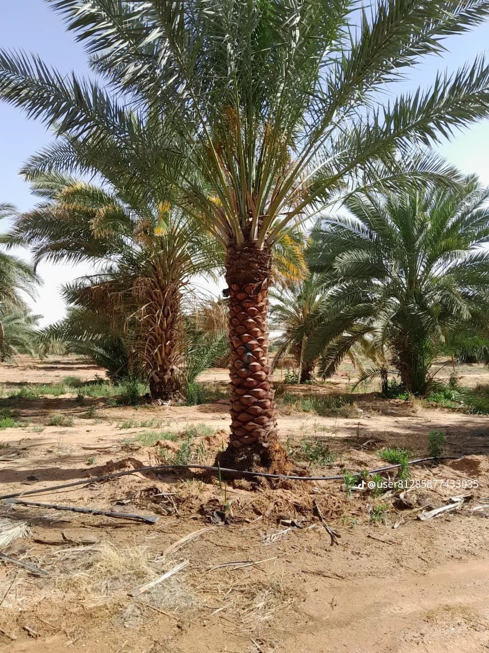 نخل للبيع بجميع انواعه ومقاساته نخل عربي مثمر ونخل