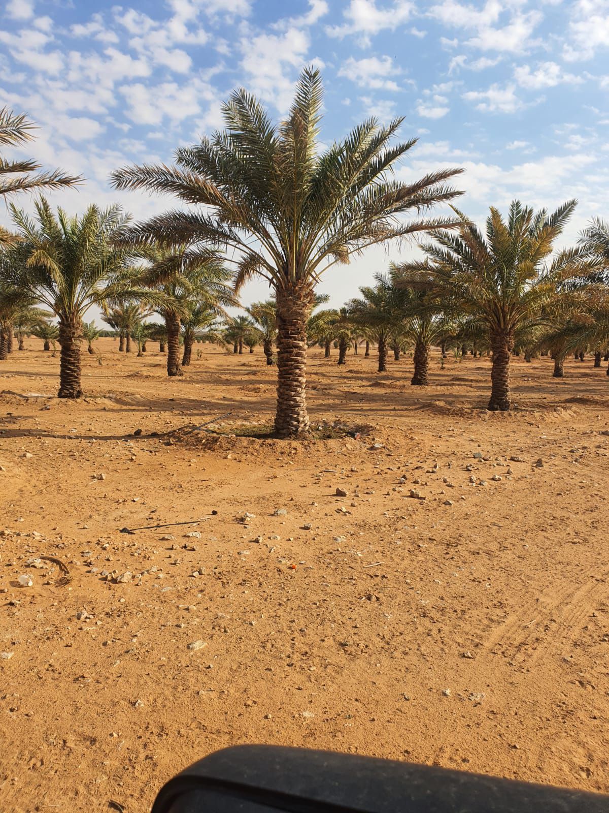 نخل للبيع بجميع انواعه ومقاساته نخل عربي مثمر ونخل