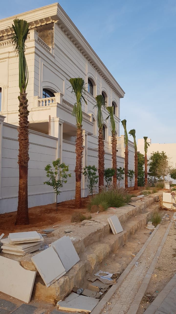 نخل واشنطونيا زينه امريكي