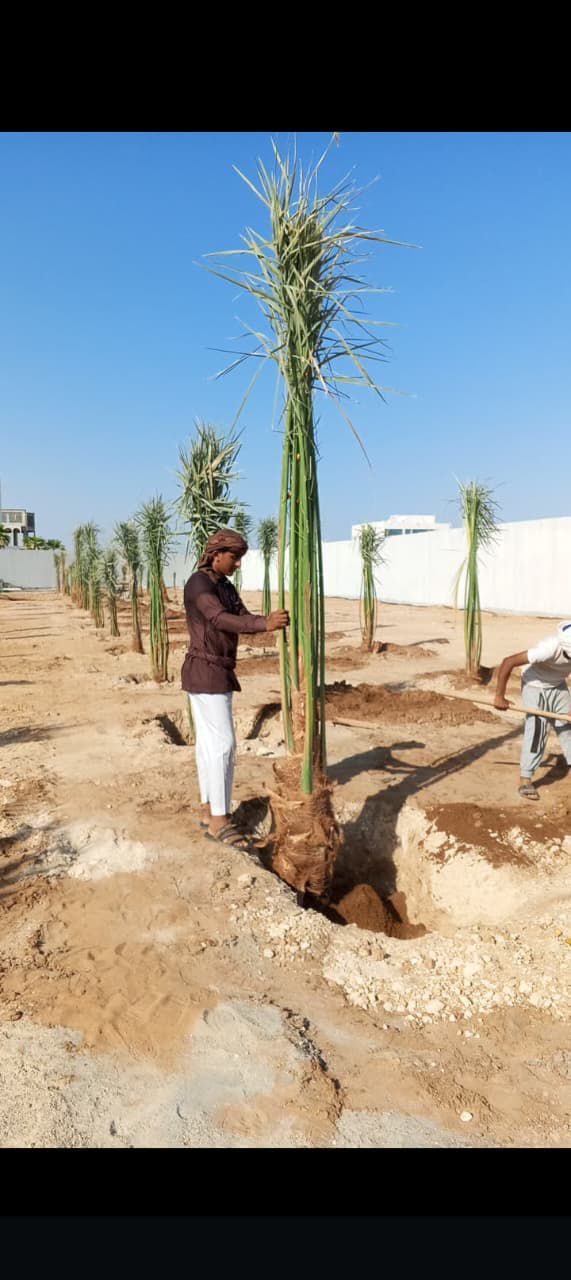 نخل للبيع بجميع انواعه ومقاساته نخل عربي مثمر ونخل