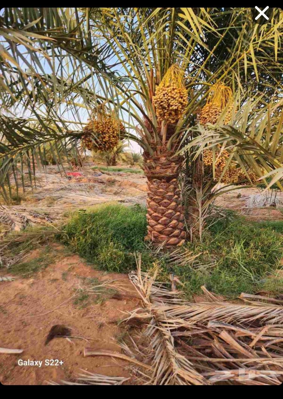 نخل للبيع بجميع انواعه ومقاساته نخل عربي مثمر ونخل