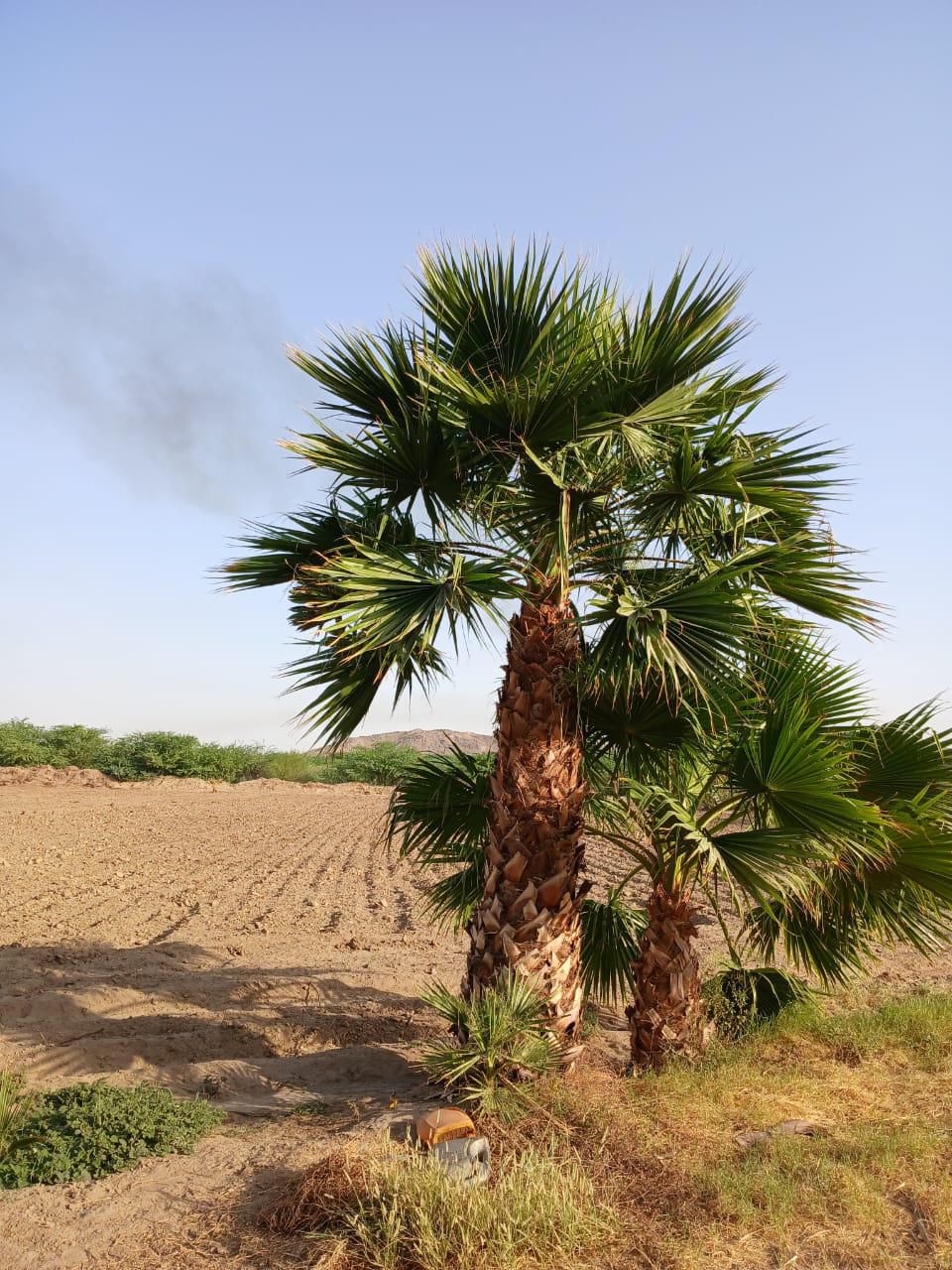 نخل للبيع عربي مثمر ونخل زينه واشنطني امريكي