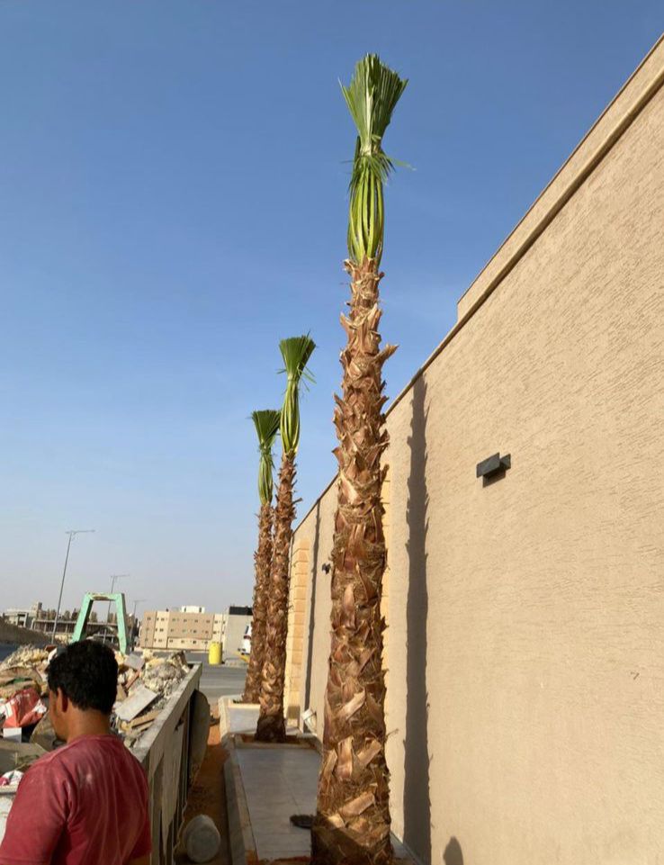 نخل واشنطونيا زينه امريكي