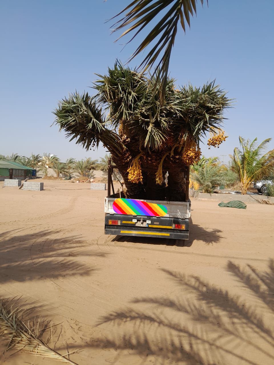 نخل للبيع بجميع انواعه ومقاساته نخل عربي مثمر ونخل