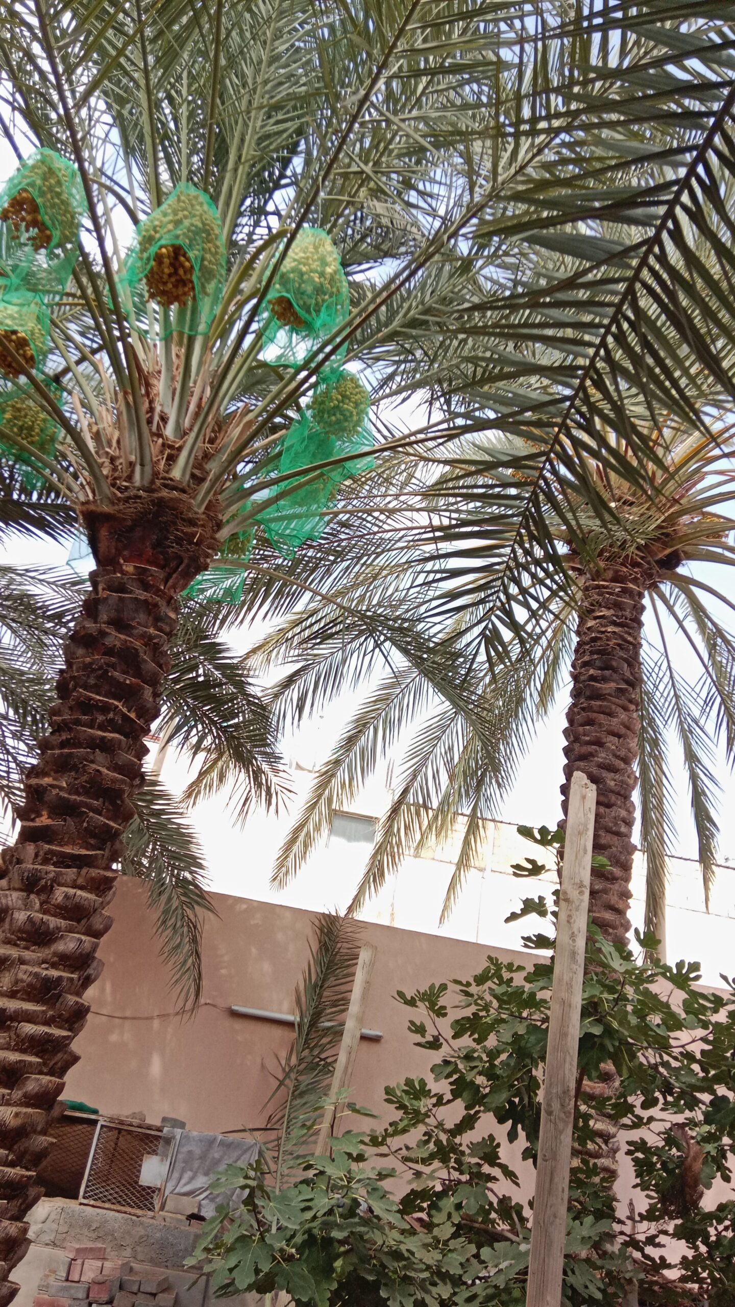 عمال نخل تكريب تفخاط