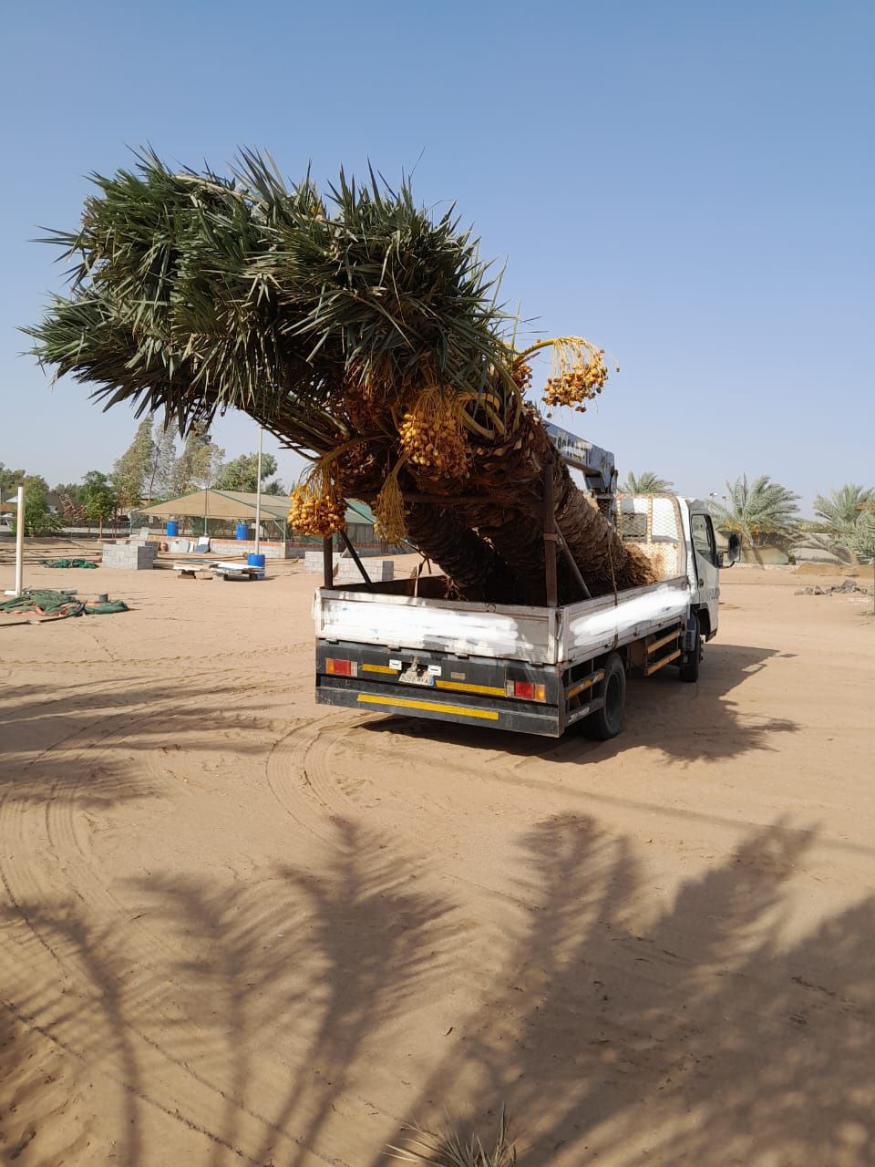 نخل للبيع بجميع انواعه ومقاساته نخل عربي مثمر ونخل