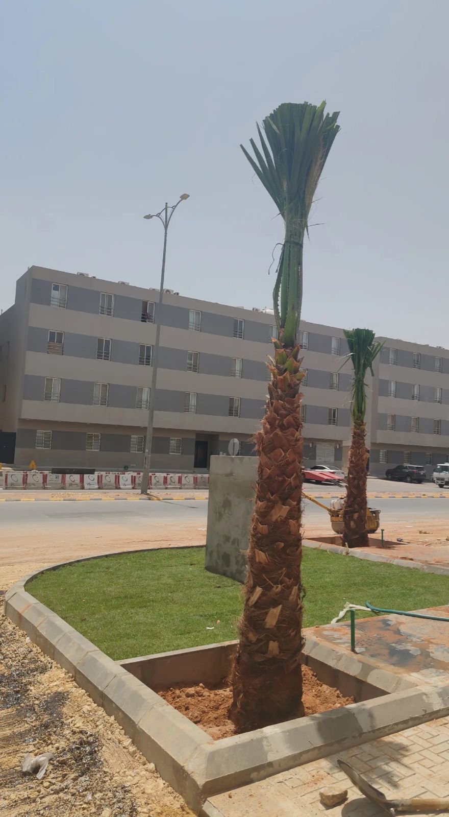 نخل واشنطونيا زينه امريكي