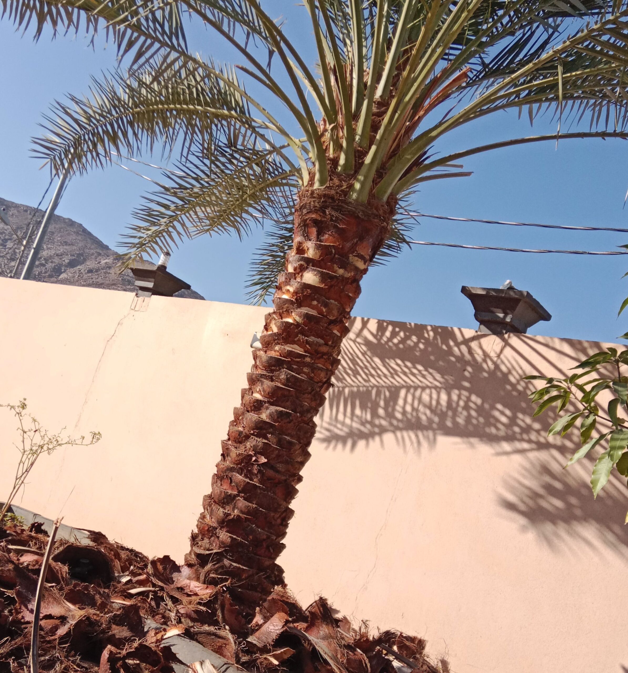 عمال نخل تكريب تفخاط