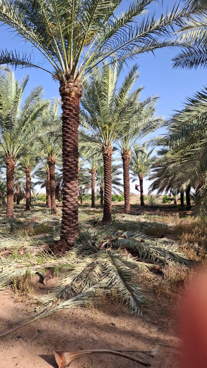 نخل للبيع عربي مثمر ونخل زينه واشنطني امريكي