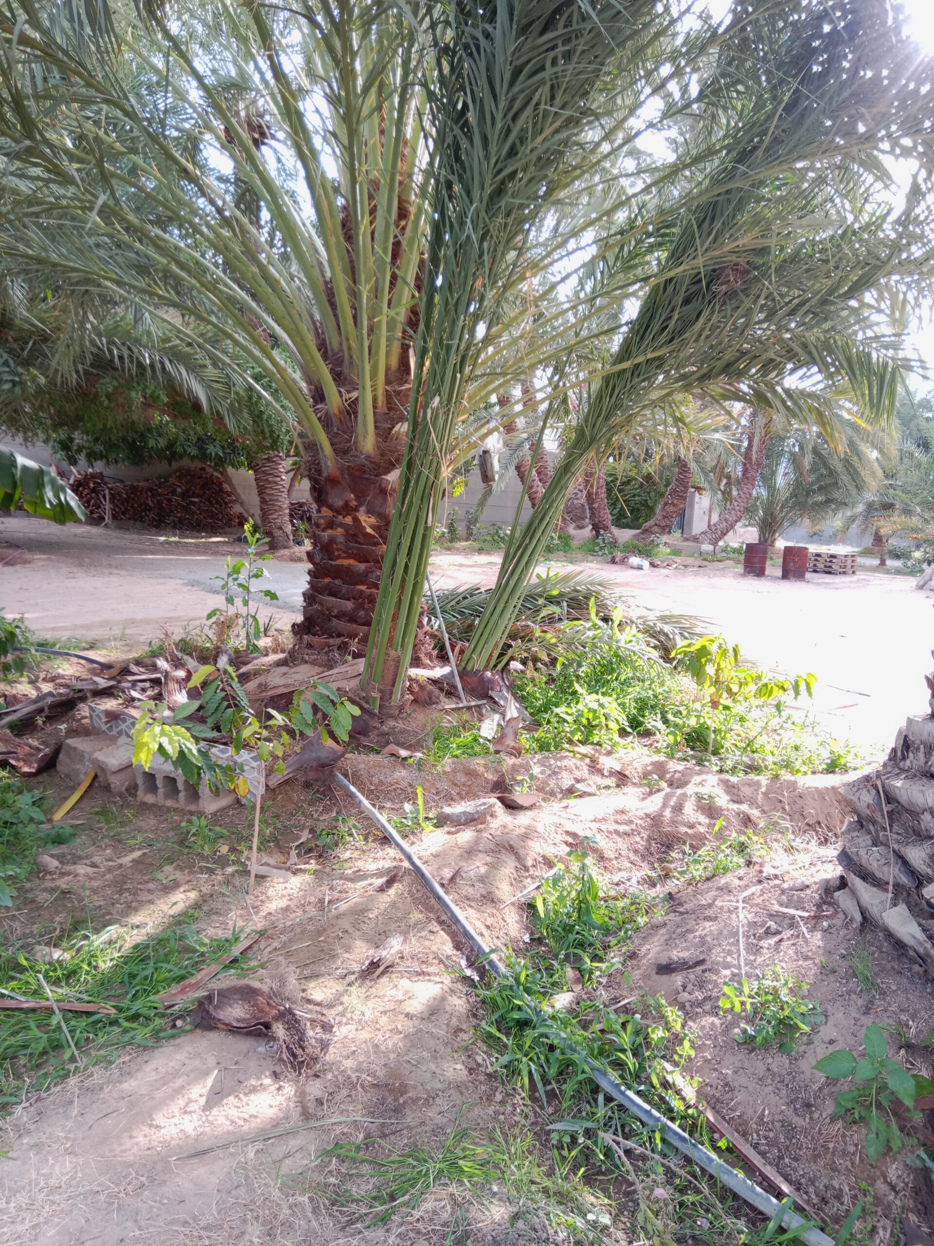 عمال نخل تكريب تفخاط