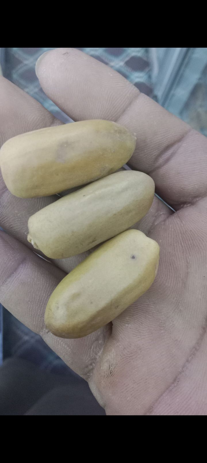 عمال نخل تكريب تفخاط