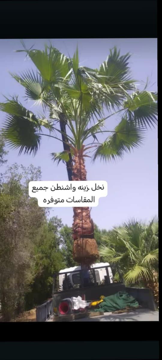 نخل للبيع عربي مثمر ونخل زينه واشنطني امريكي