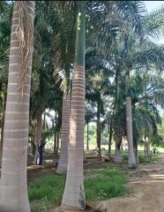 ae53a60d-10c4-4368-a1a5-704a554ec063