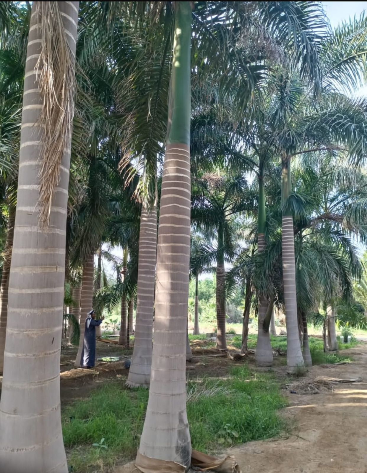 نخل للبيع بجميع انواعه ومقاساته نخل عربي مثمر ونخل