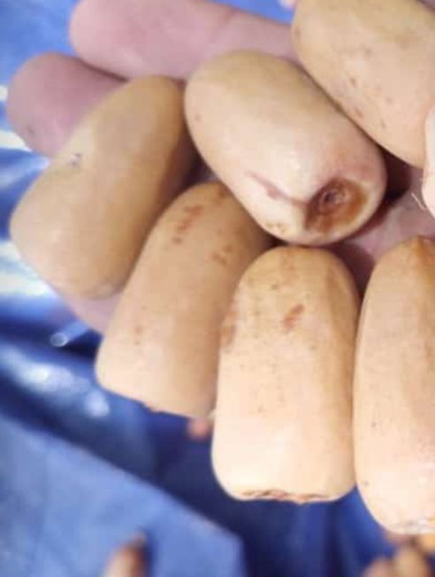 عمال نخل تكريب تفخاط