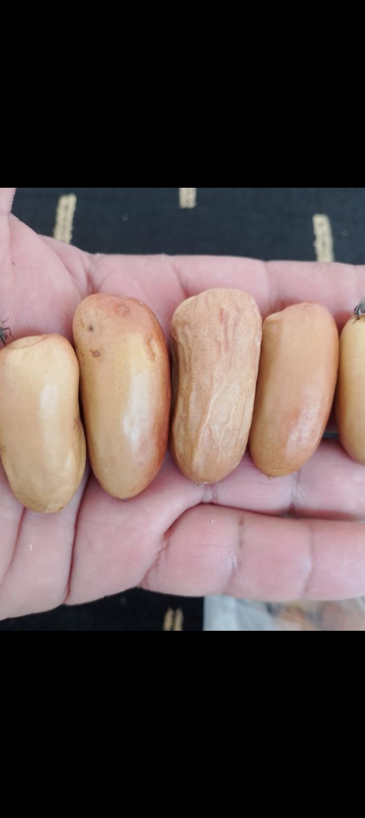 عمال نخل تكريب تفخاط